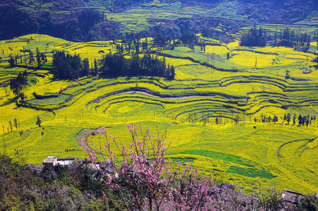 View of land full of Brassica napusの写真素材