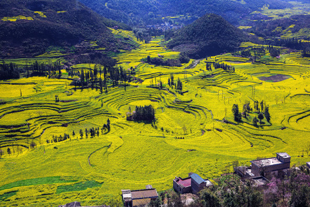 View of land full of Brassica napus in Luopingの写真素材