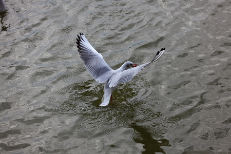 Red-billed Gull back to Kunmingの写真素材