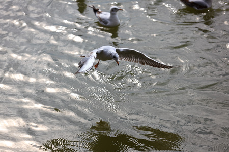 Red-billed Gull back to Kunmingの写真素材