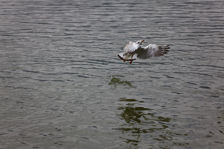 Red-billed Gull back to Kunmingの写真素材