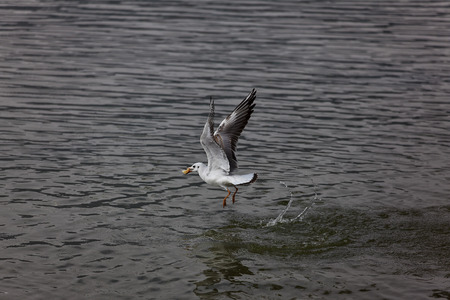 Red-billed Gull back to Kunmingの写真素材