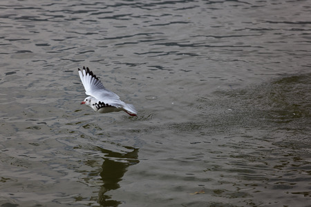 Red-billed Gull back to Kunmingの写真素材