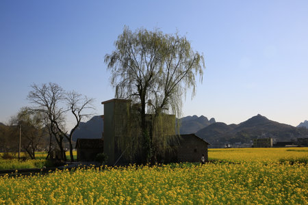 canola flower field