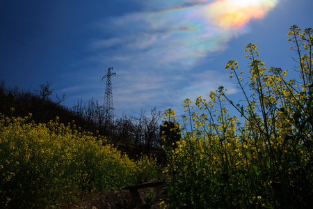 canola flower fieldの写真素材