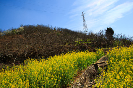 View of garden under the blue skyの写真素材