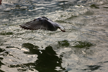 Seagulls on the lake waterの写真素材