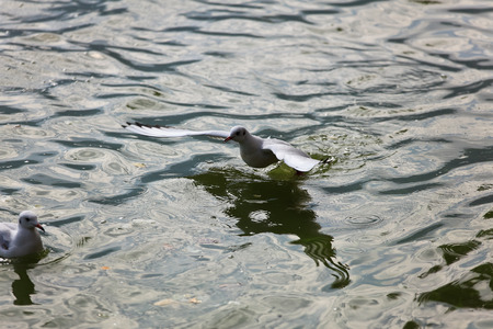 Seagulls on the lake waterの写真素材