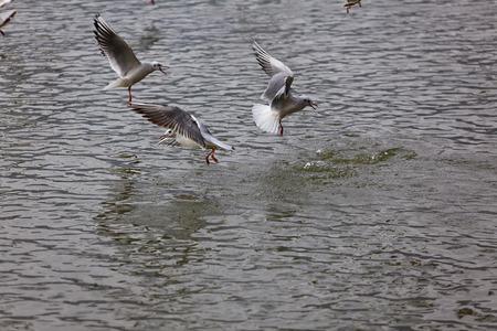 Seagulls on the lake waterの写真素材