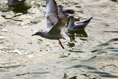 Seagulls on the lake water