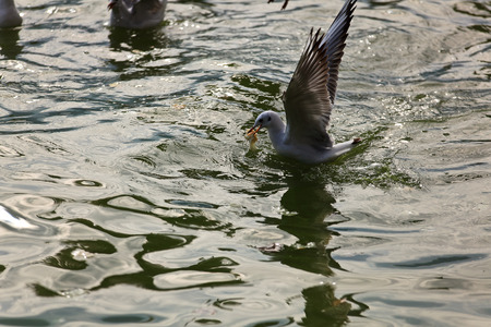 Seagulls on the lake waterの写真素材