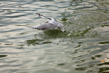 Kunming Red-billed Gullの写真素材