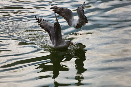Kunming Red-billed Gullの写真素材