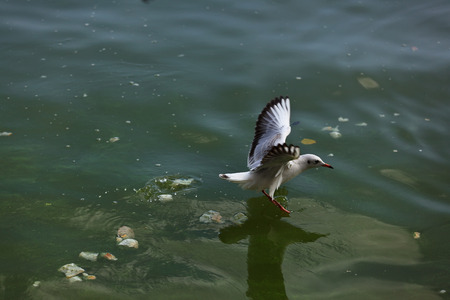 Kunming Red-billed Gull