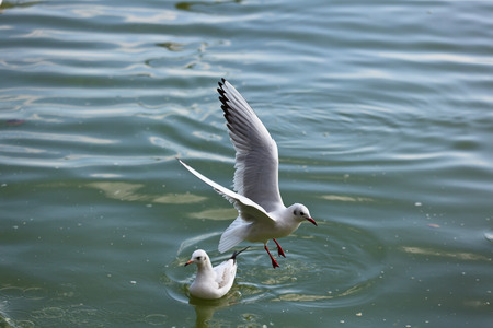 Kunming Red-billed Gull