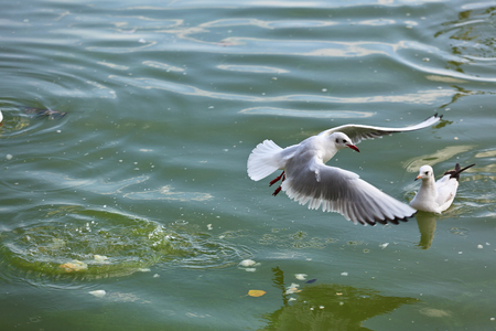 Kunming Red-billed Gullの写真素材
