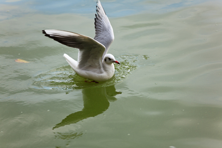 Kunming Red-billed Gullの写真素材