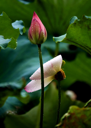 Lotus budの写真素材