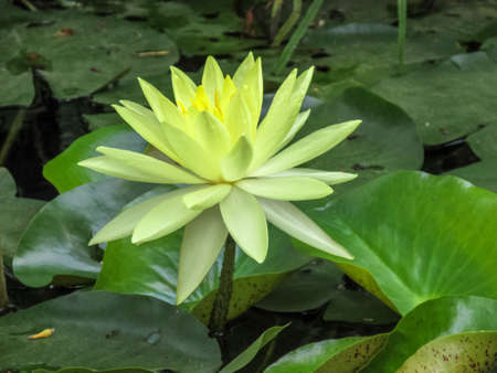 yellow water lily in the pondの写真素材