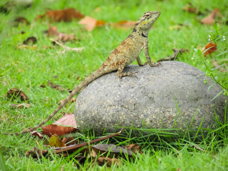 Close-up of a lizard on a rockの写真素材