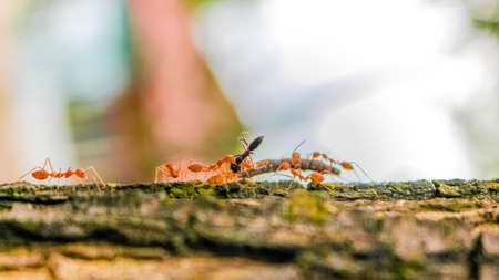 red ants attack their prey and bring them to their nestの写真素材