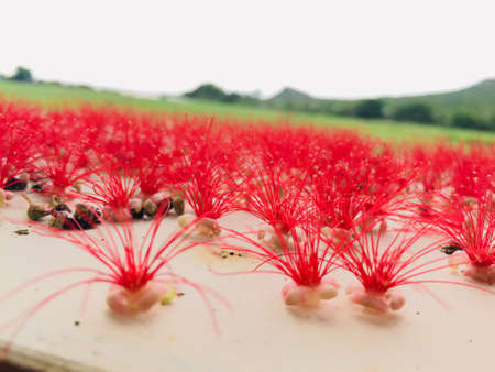 Willow flowers in the gardenの写真素材