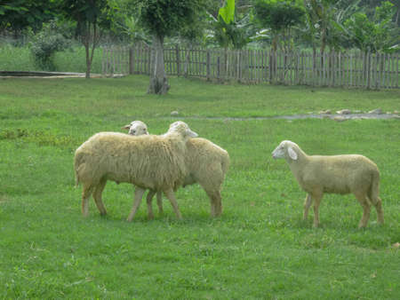 three sheep in the meadowの写真素材