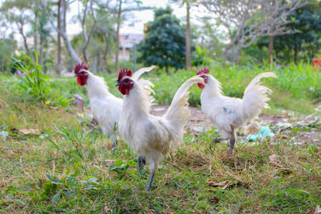Chicken White Leghorn rooster on the grassの写真素材
