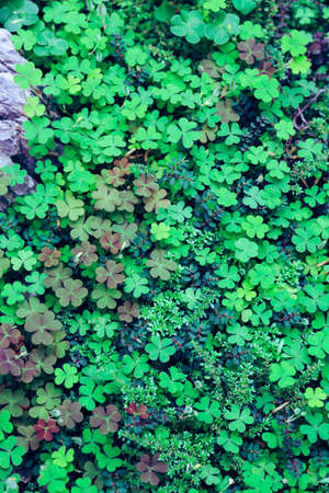 Close up aerial view of a patch of green clovers