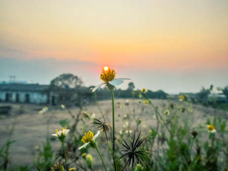 Bidens pilosa flower close-up or white spanish needle macro blooming in the garden with sunset background.の写真素材