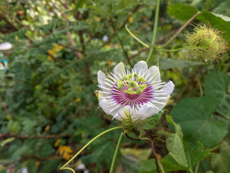 Beautiful passion flower in a gardenの写真素材