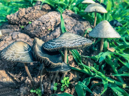 small brown mushrooms near a dunghill lying on the ground