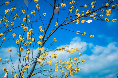apricot blossom blooms in spring with new year greeting cards on the blue sky backgroundの写真素材