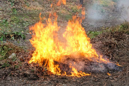 The leaves in the forest are on fire