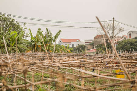 a bamboo truss for growing gourds and melonsの写真素材