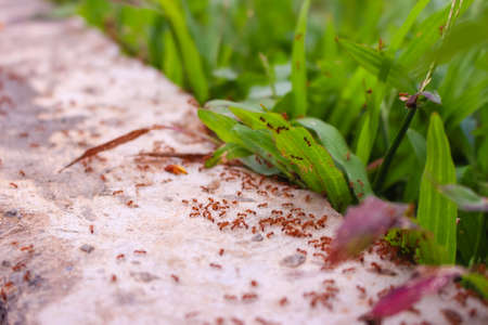 swarm of red ants in the grass