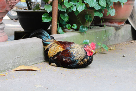 a brown rooster lying in the garden