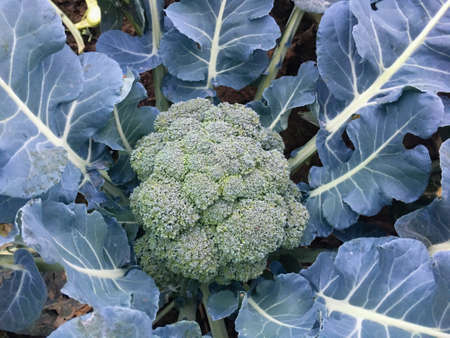 top view of fresh cauliflower vegetable plant in the fieldの写真素材