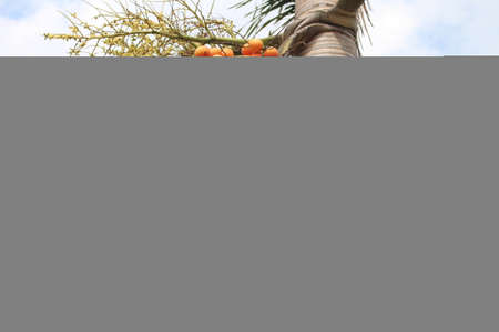 Betel nuts or areca nuts on the treeの写真素材