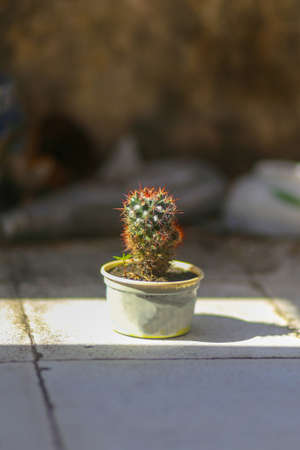 a cactus in a small pot on the groundの写真素材