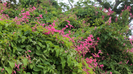 Pink tigon flowers on the sidewalk in Nha Trang Cityの写真素材