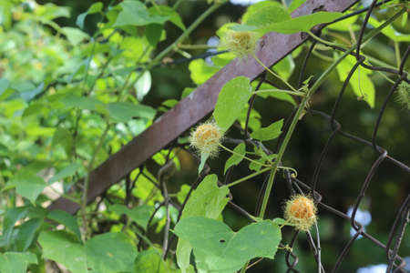 Some fruit of the vines on the fence