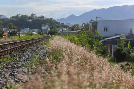 Closeup of the green-brown foxtail grass swaying in the air near pavementの写真素材