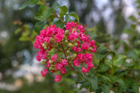 Closeup of blooming pink Crepe Myrtle lagerstroemia indica genus Lythraceae in the gardenの写真素材