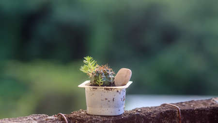 A small cactus in the garden