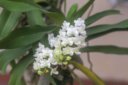Closeup of white orchid in the gardenの写真素材
