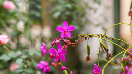 Purple flower of ground orchid or Spathoglottis plicata on a garden