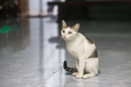 Close up of cute white and black catの写真素材