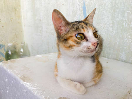 Close up of cute yellow and black domestic catの写真素材