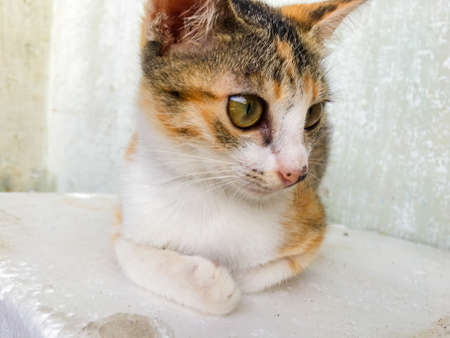 Close up of cute yellow and black domestic catの写真素材